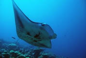 The researchers found a link between replacing native trees with non-native palms and the health of the manta ray population off Palmyra Atoll in the Pacific. (Photo: Gareth Williams / Courtesy of Stanford University)