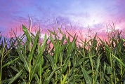 Even one or two degrees of global warming likely will increase heat waves, devastating the corn crop in some years, said Noah Diffenbaugh.