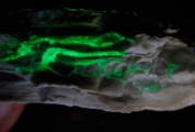 Radioactive uranium in a piece of natural opal glows bright green under ultraviolet light. Image courtesy of Kate Maher.