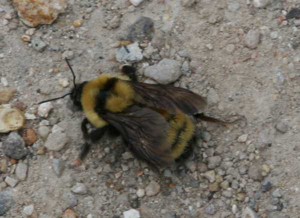 Bee.jpg 5/15/2006 11:16:09 PM