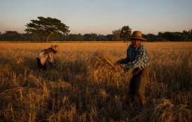 Rice farmers in the field