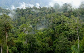 rainforest in Indonesia