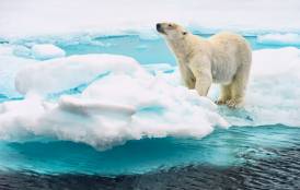 Polar bear standing on an ice flow