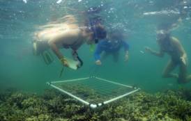 Stanford students surveying coral reef health in Palau