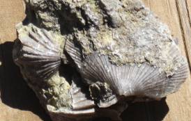 Brachiopod fossil 