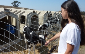 Student reaches out to cow on organic dairy farm.