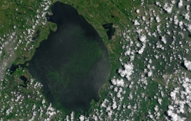 Algal bloom in Lake Okeechobee in summer of 2016