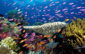 coral reef in Fiji