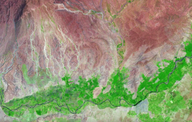 Satellite image of plant growth