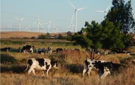 cattle with wind farms in the background