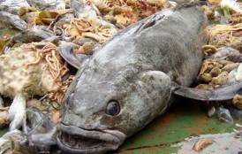 Dead Chilean sea bass 