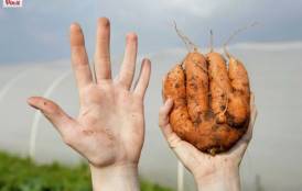 Hand next to an ugly carrot