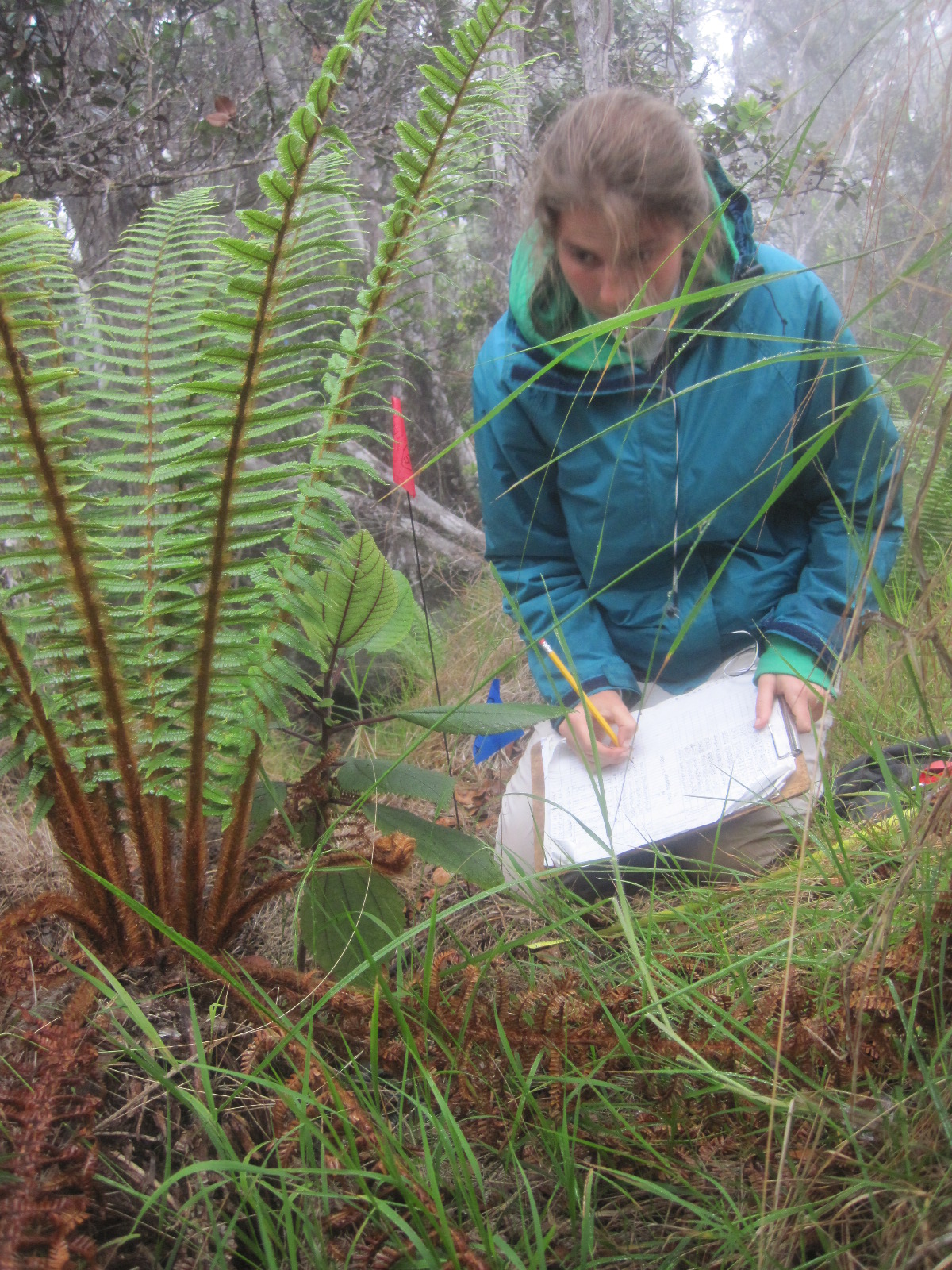photo: Anna Doty in the rainforest South Kona, Hawai'i, recording characteristics of a fern