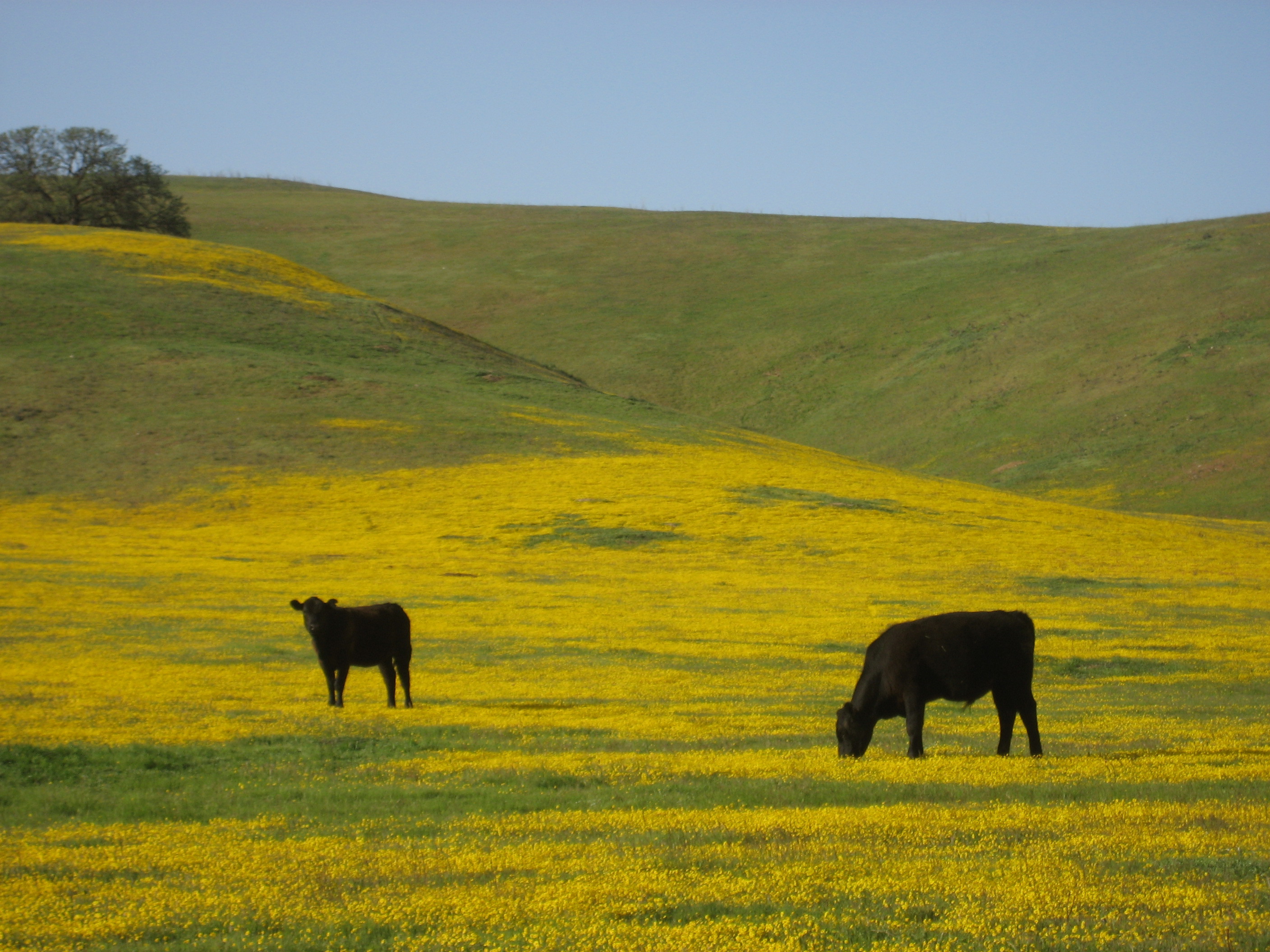 photo: 2 black cows grazing on a hillside meadow with yellow flowers.