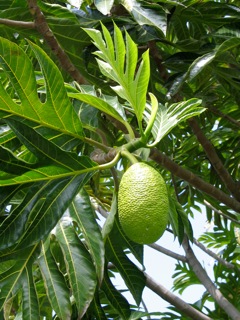 photo: breadfruit on the tree