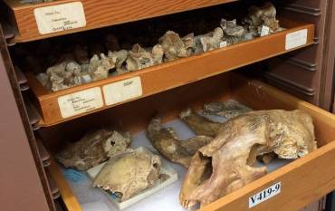 Stanford fossil collection