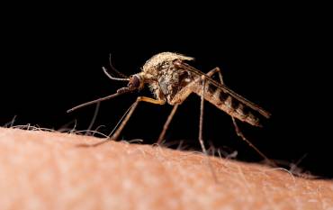 closeup of mosquito