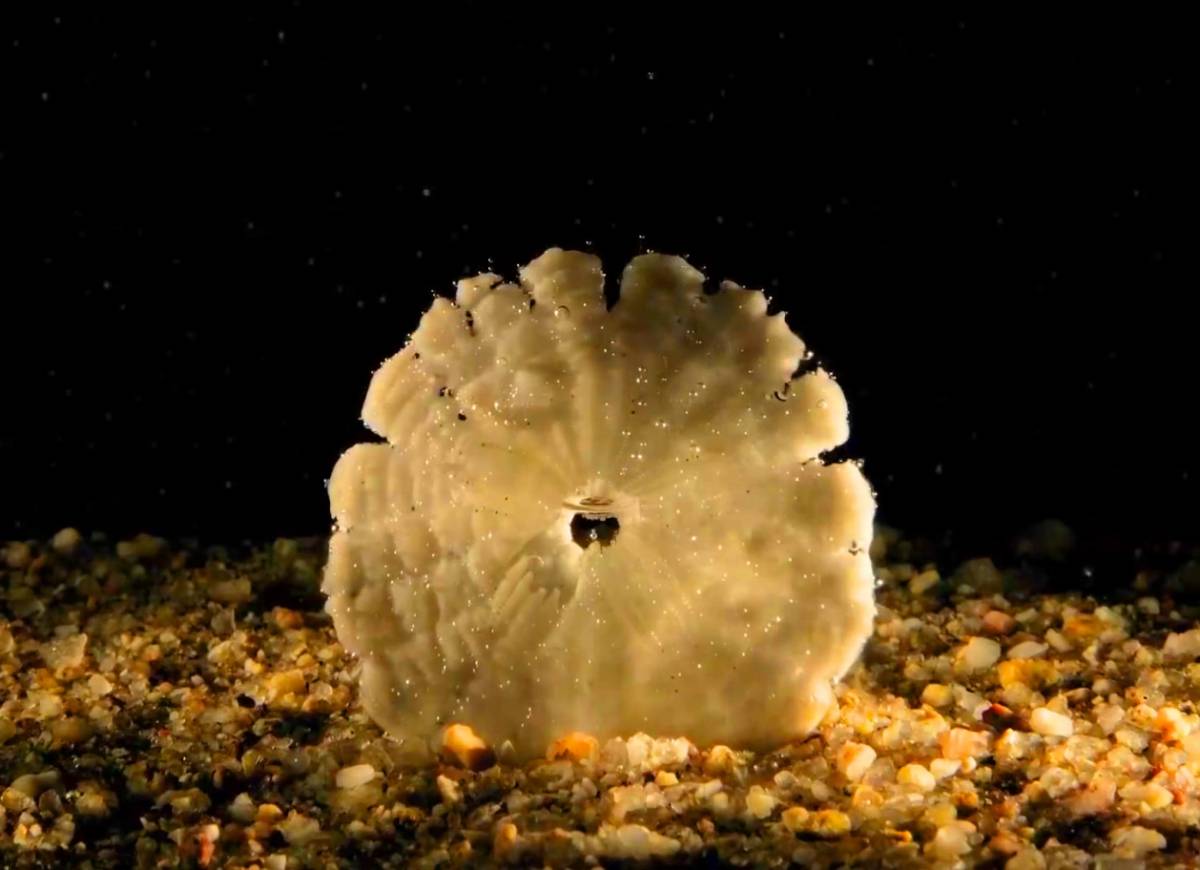 Timelapse Of Ocean Acidification Effects On Coral Stanford School Of Earth Energy