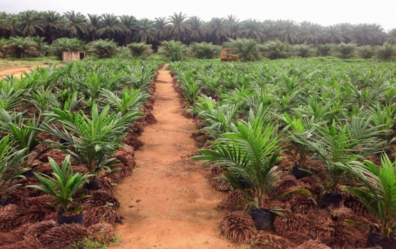 rows of oil palm plants