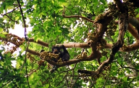 chimpanzee eating in tree