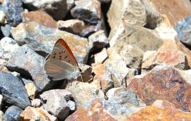A butterfly resting on a pile of rocks 