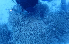 coral in Bikini atoll