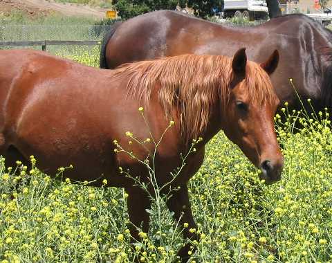 Chestnut mare