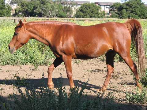 Chestnut mare