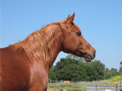 Chestnut Arabian Mare