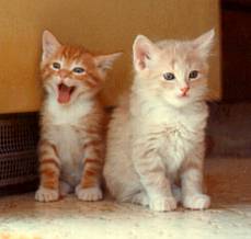 Too (2) cute for words