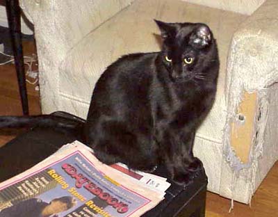 Black Domestic Shorthair