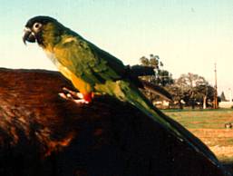 Conure on horseback