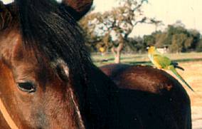 Horse with bird