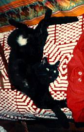 Black domestic shorthair