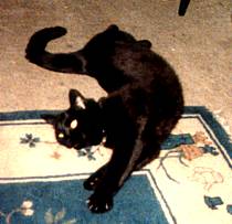 Black domestic shorthair