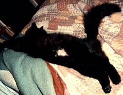 Black domestic longhair