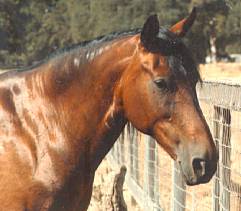 Bay Quarter Horse Mare