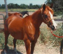 Chestnut Arabian Mare