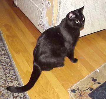 Black Domestic Shorthair