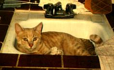 Orange tabby shorthair