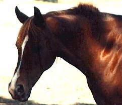 Chestnut Arabian Mare
