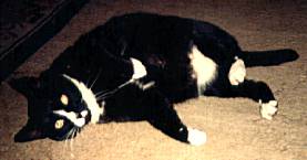 Black and white shorthair