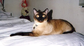 Siamese